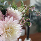 Dahlia Tubers (Set/3)