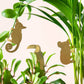 Plant Animals