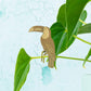 Plant Animals