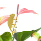 Plant Animals