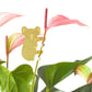 Plant Animals