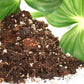 Aroid Blend - Potting Soil for Indoor Plants