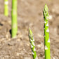 Asparagus Seed Packet
