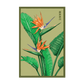 Bird of Paradise Seed Packet
