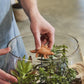Dino Pals Plant Stakes