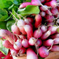 Tarot Seed Pack - French Breakfast Radish