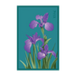 Iris Seed Packet