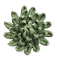 Ceramic Flower - Jade Succulent