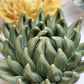 Ceramic Flower - Jade Succulent