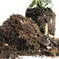 General Blend - Potting Soil for Indoor Plants