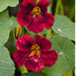 Tarot Seed Pack - Black Velvet Nasturtium