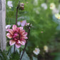Dahlia Tubers (Set/3)
