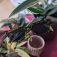 Long Beach Sunglasses