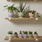 Pasadena Pot - Pink
