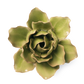 Ceramic Flower - Peridot Stargazer Lily