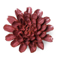 Ceramic Flower - Blush Pink Dahlia