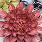 Ceramic Flower - Blush Pink Dahlia