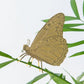 Plant Animals