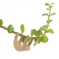 Plant Animals