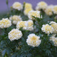 Tarot Seed Pack - White Marigold