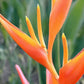 Bird of Paradise Seed Packet