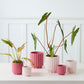 4" Carmen Pot - Pink