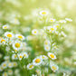 Tarot Seed Pack - German Chamomile