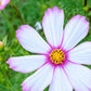 Cosmos Seed Packet