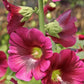 Hollyhock Seed Packet