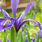 Iris Seed Packet