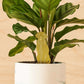 Plant Animals