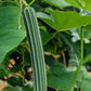 Luffa Sponge Seed Packet
