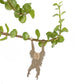 Plant Animals