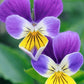 Pansy Seed Packet
