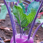 Purple Kohlrabi Seed Packet