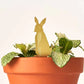 Plant Animals