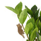 Plant Animals