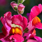 Snapdragon Seed Packet