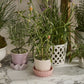 5" Springvale Pot + Saucer