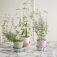 5" Springvale Pot + Saucer
