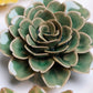 Ceramic Flower - Green Tea Rose