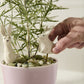 Thumper Plant Stake