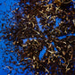 Winter Earl Grey Loose Leaf Tea